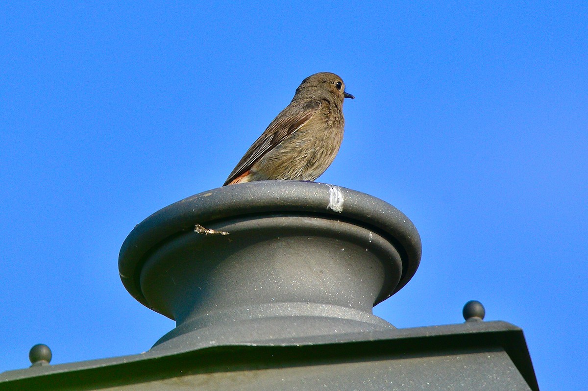 Black Redstart - Odd Helge Gilja