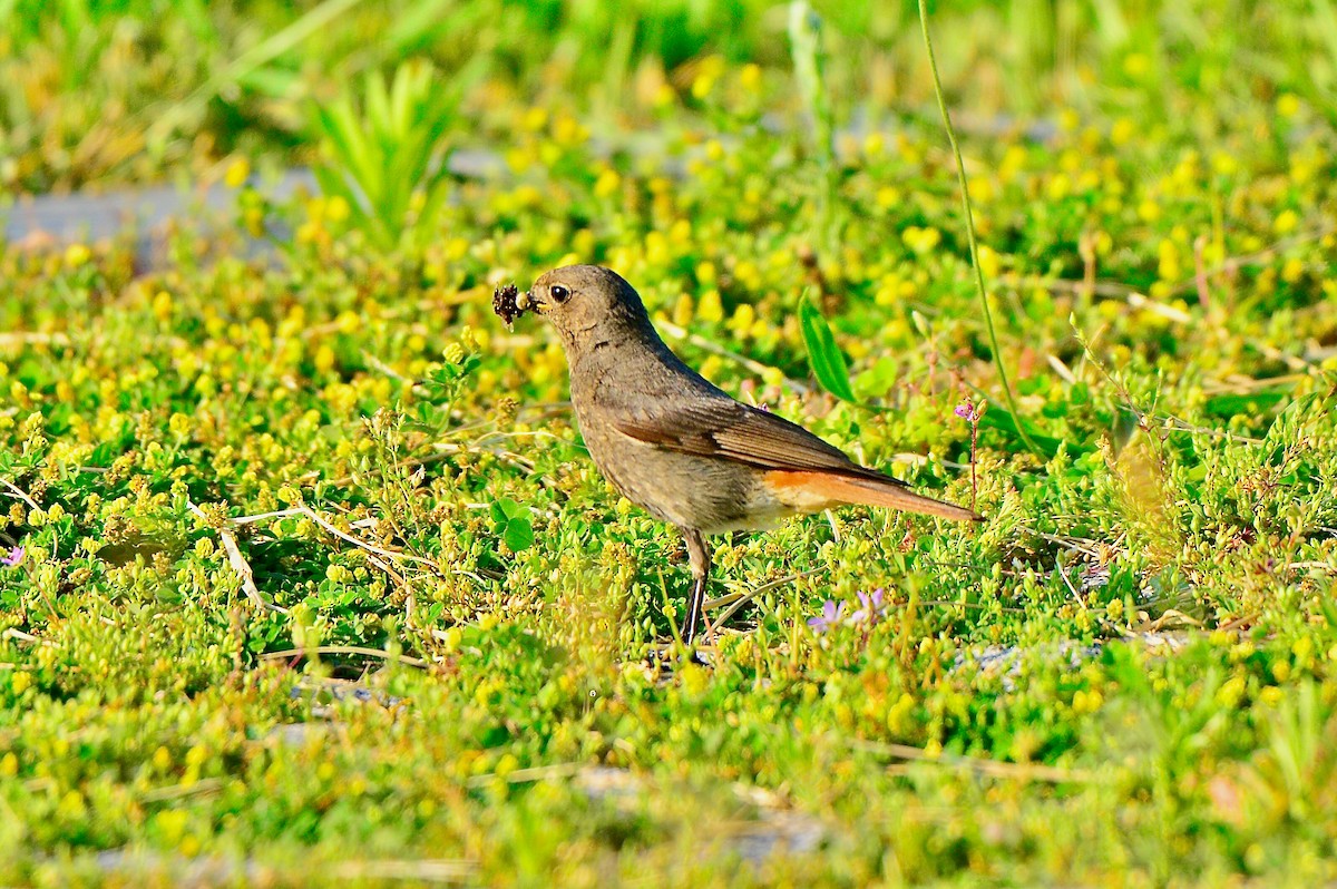 Rougequeue noir - ML451051841