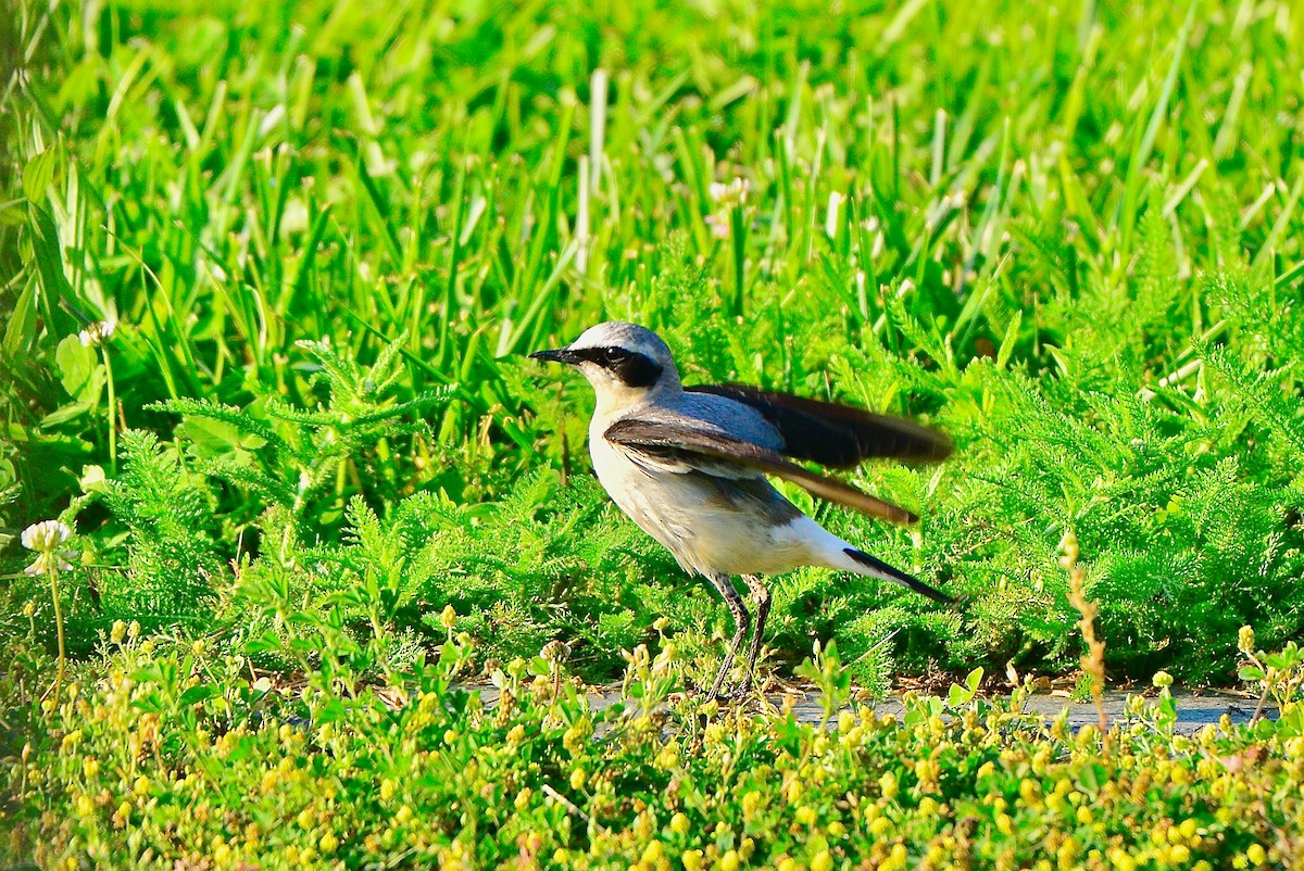 Steinschmätzer - ML451051861