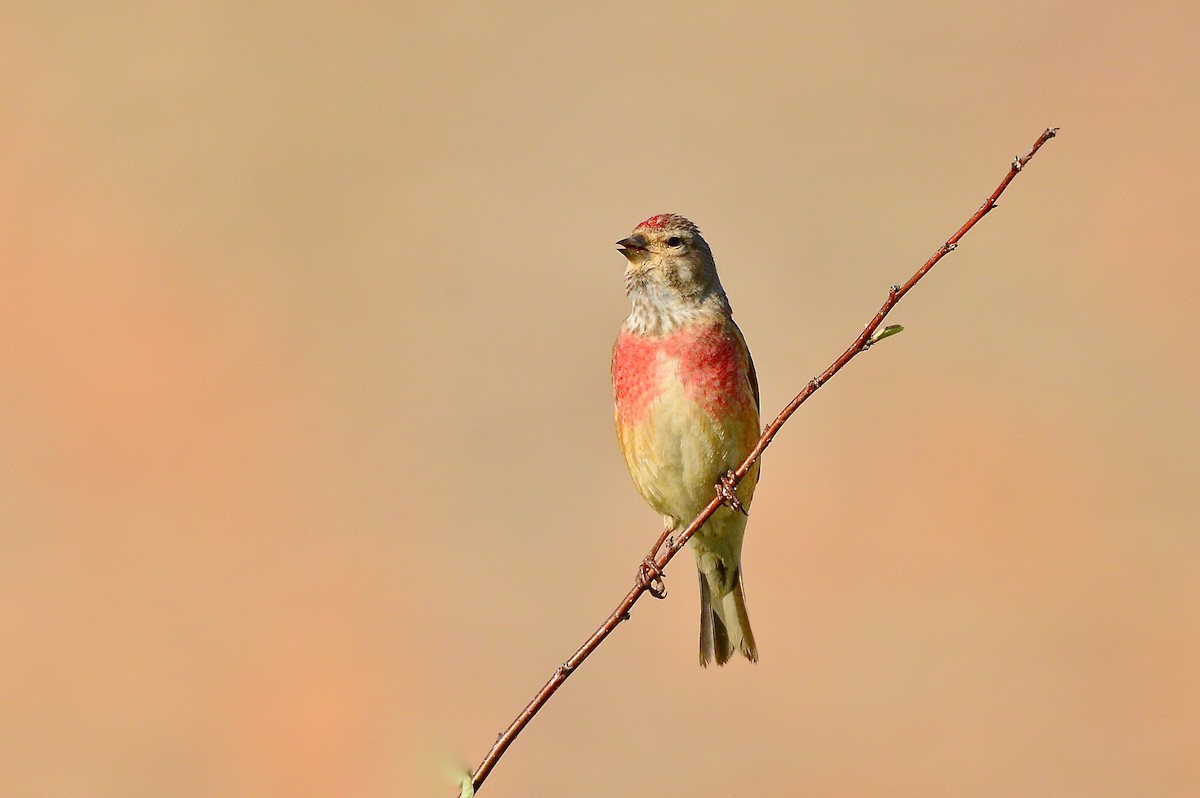 Bluthänfling - ML451051881