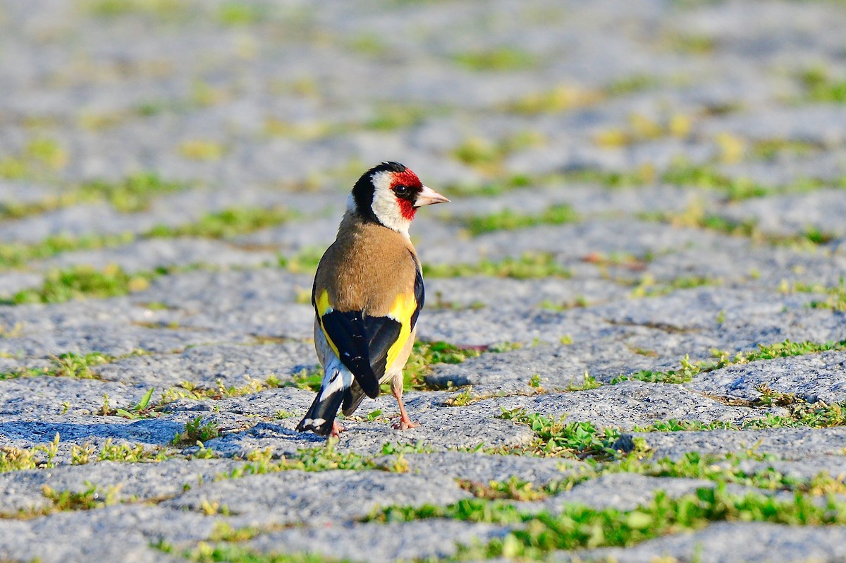 Stieglitz - ML451051891