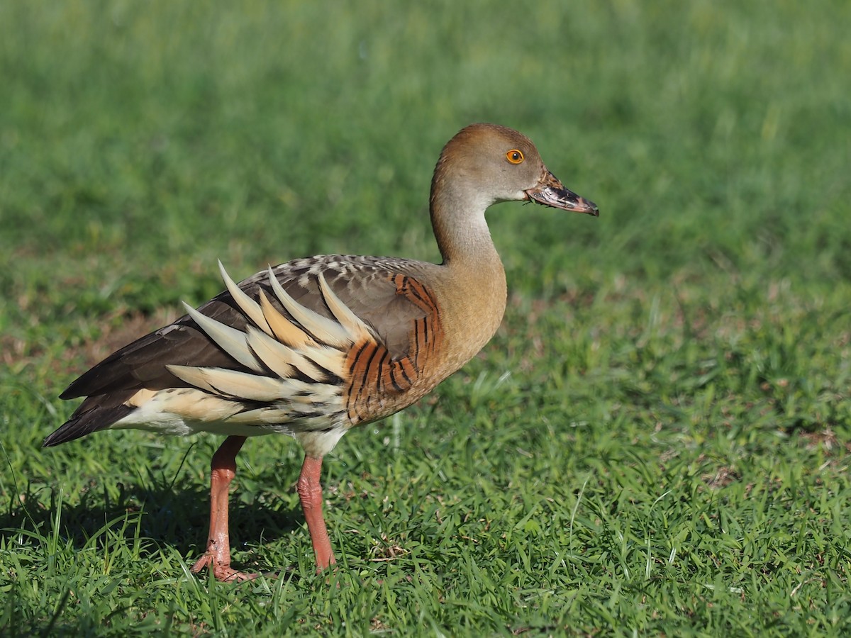 Plumed Whistling-Duck - Len and Chris Ezzy
