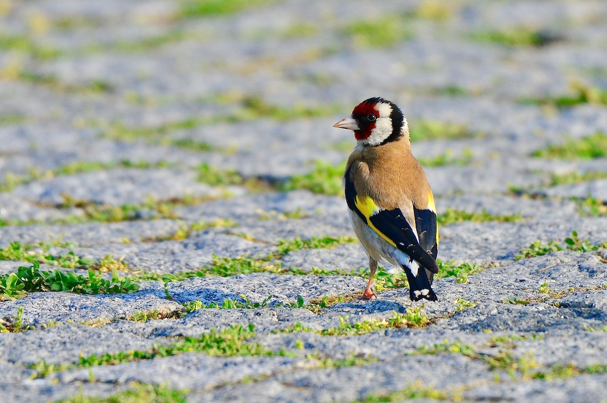 European Goldfinch - Odd Helge Gilja