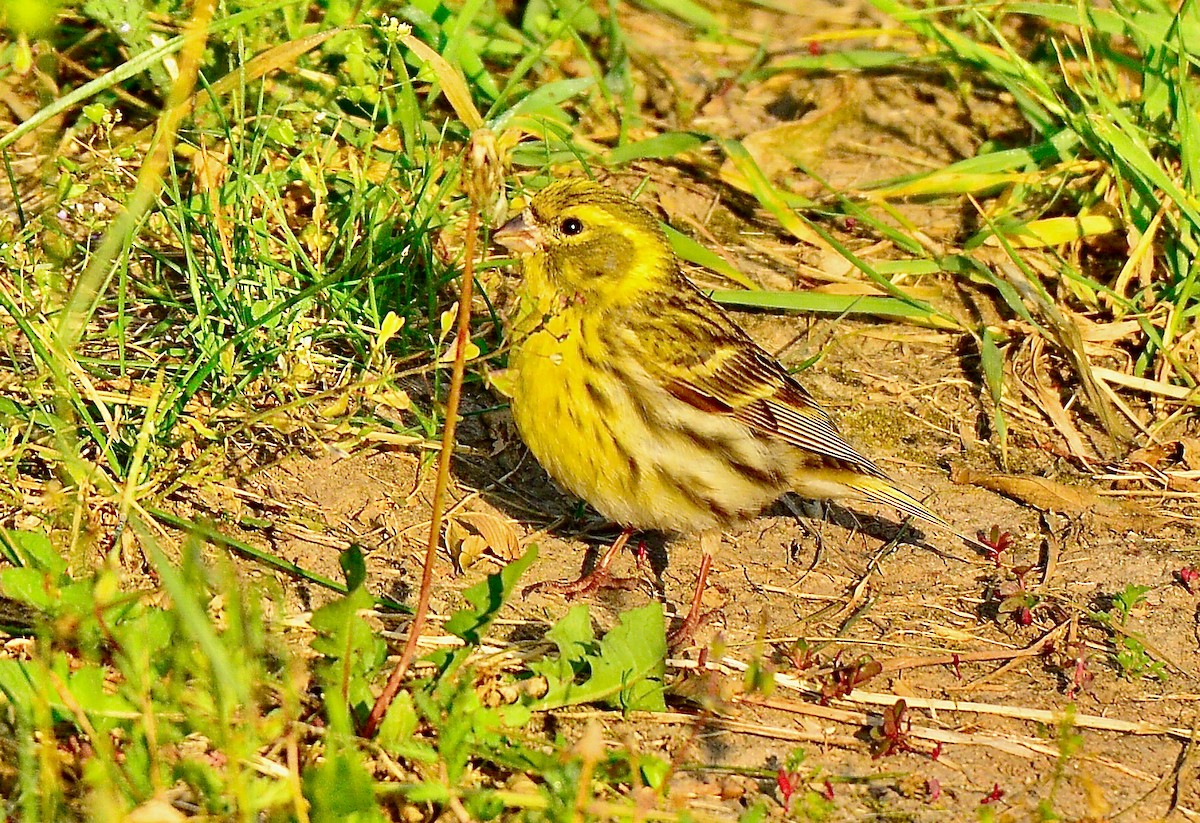European Serin - Odd Helge Gilja