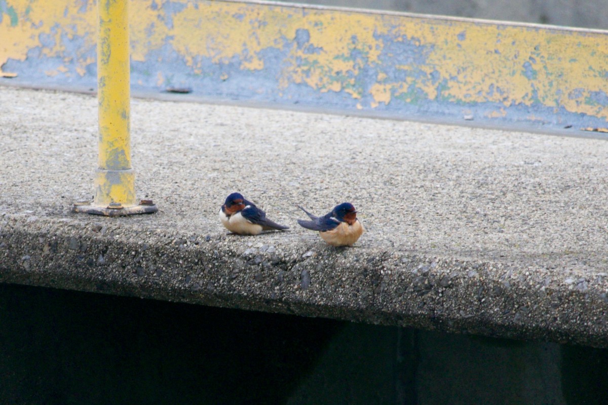 Barn Swallow - ML451054551