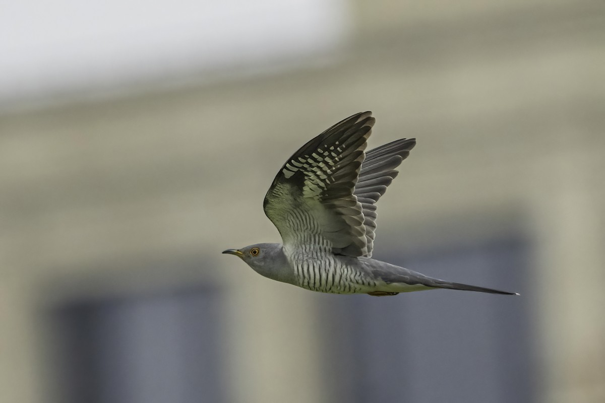 Common Cuckoo - ML451055511