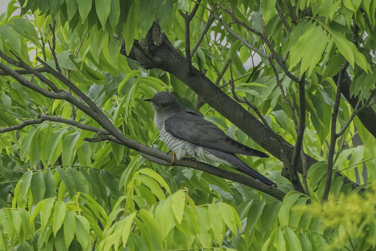 Common Cuckoo - ML451055561