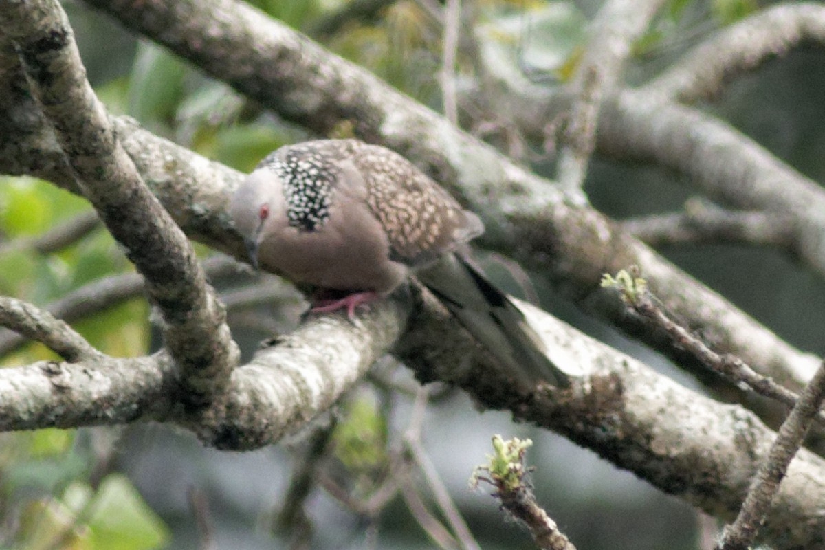 Spotted Dove - ML451058411