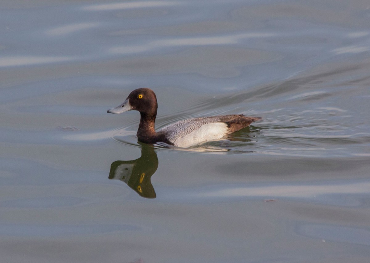 Lesser Scaup - 🦅 ꙅɒᴎoɔiʜƆ ʏɔɒɿT 🦃