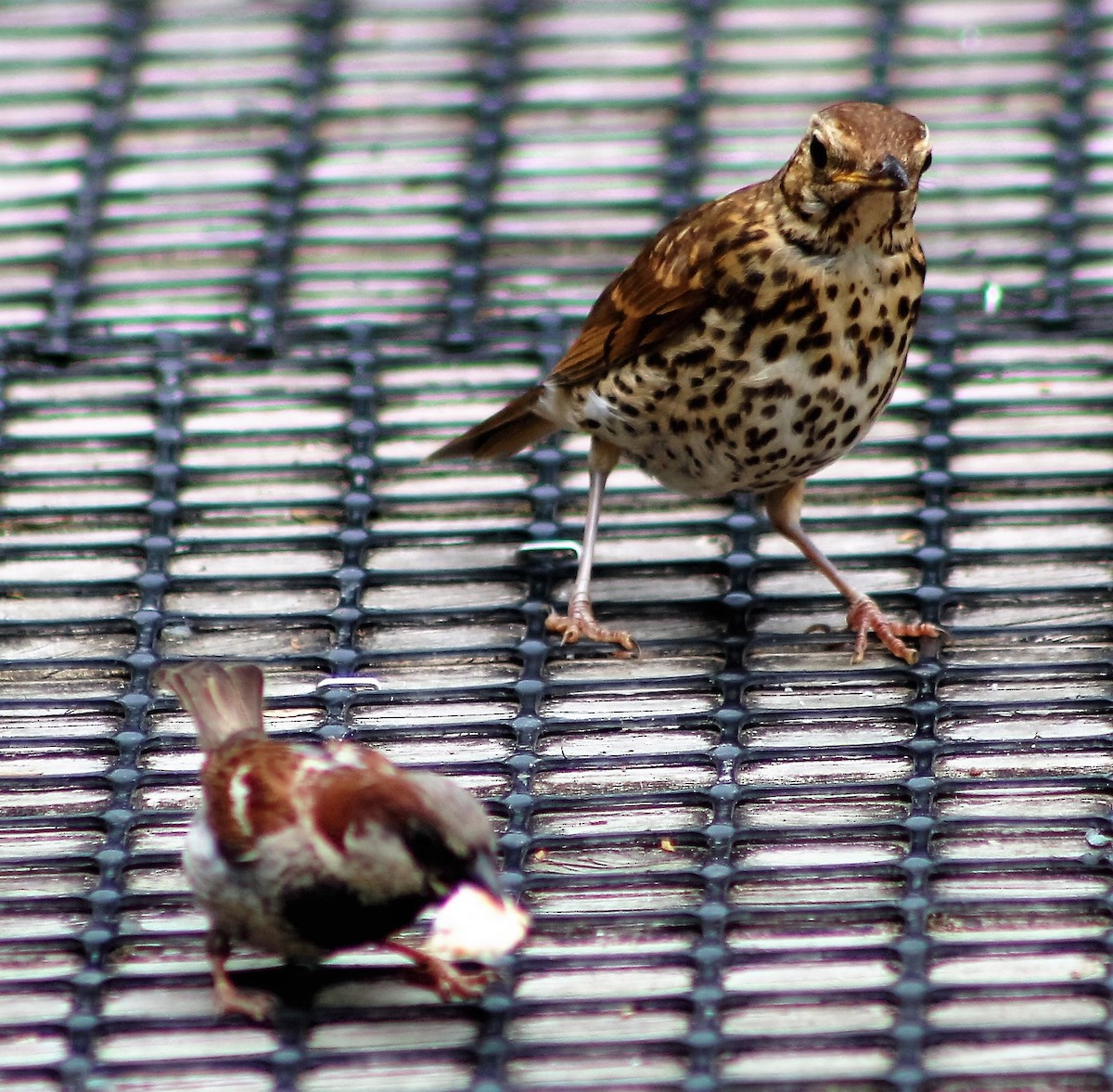 Song Thrush - ML45105891