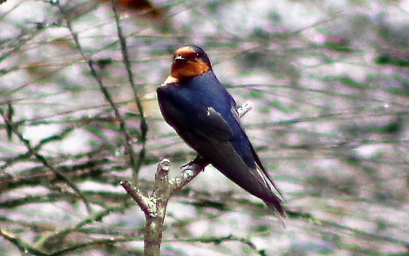Welcome Swallow - ML45105911