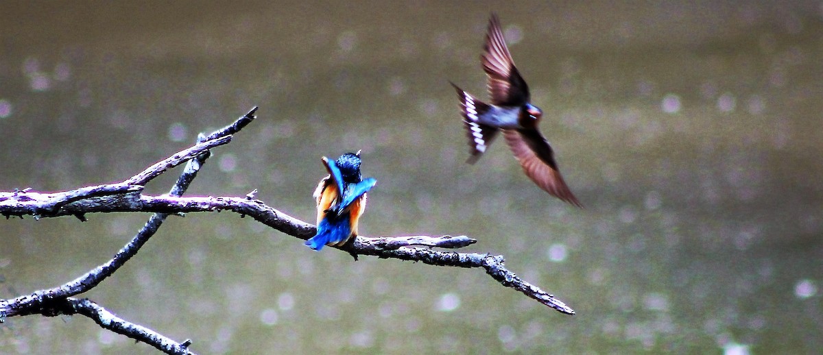 Welcome Swallow - ML45105921