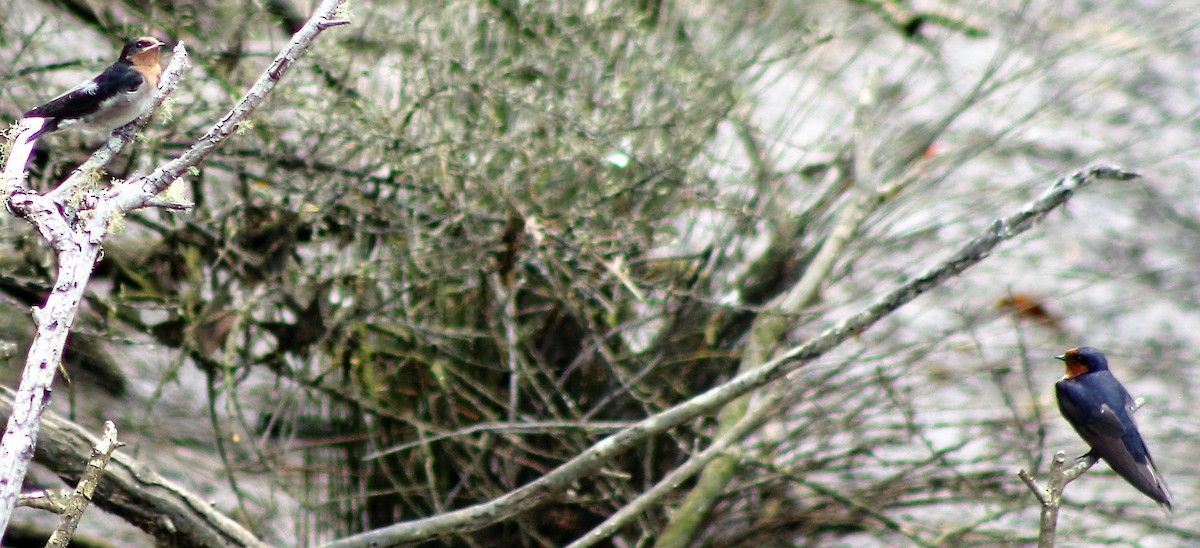 Welcome Swallow - ML45105931