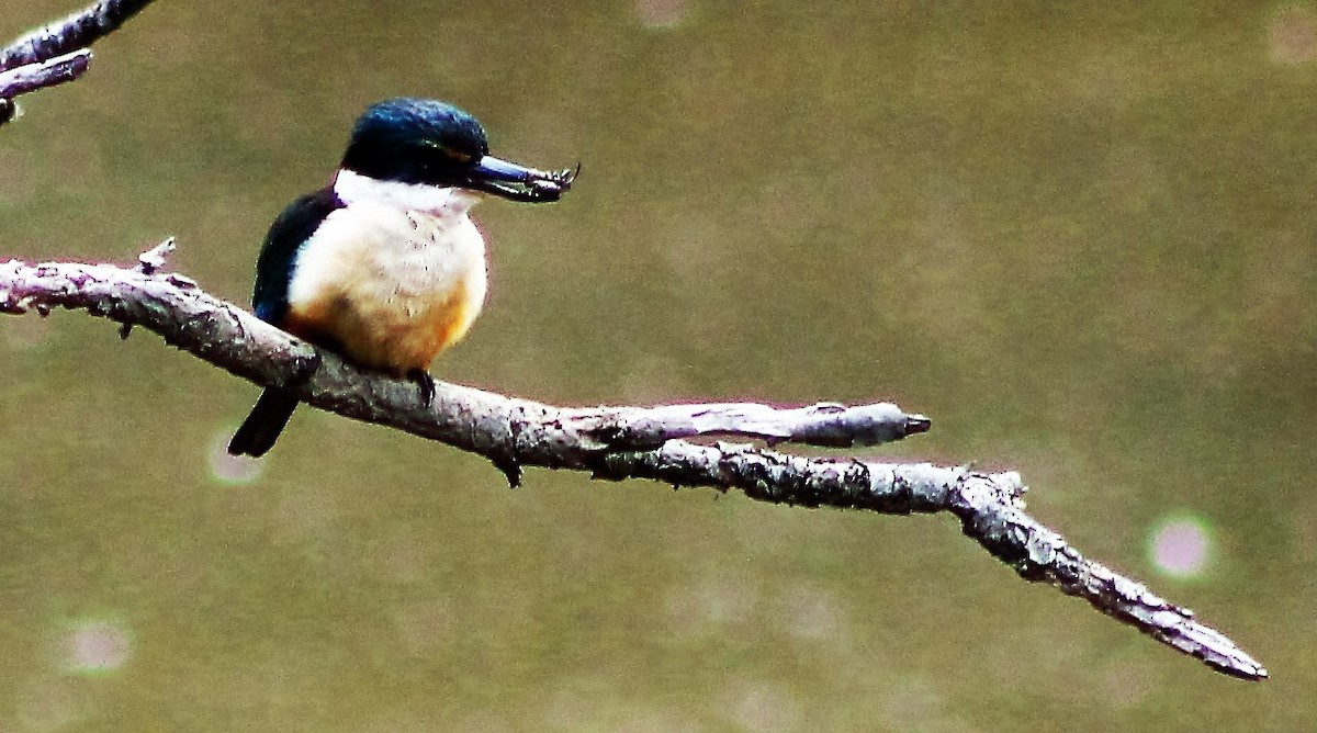 Sacred Kingfisher - ML45105941