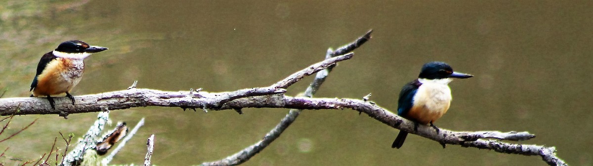 Sacred Kingfisher - ML45105951