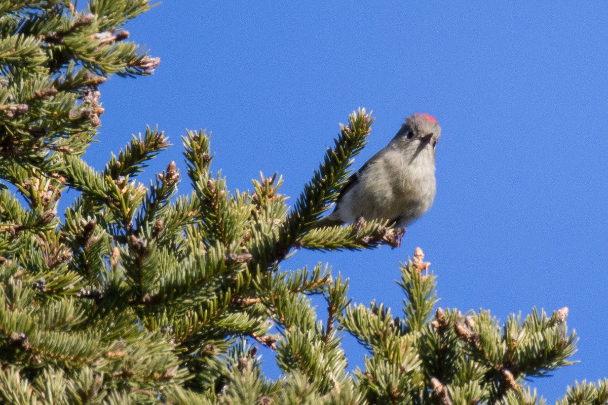 Ruby-crowned Kinglet - Nancy Clermont