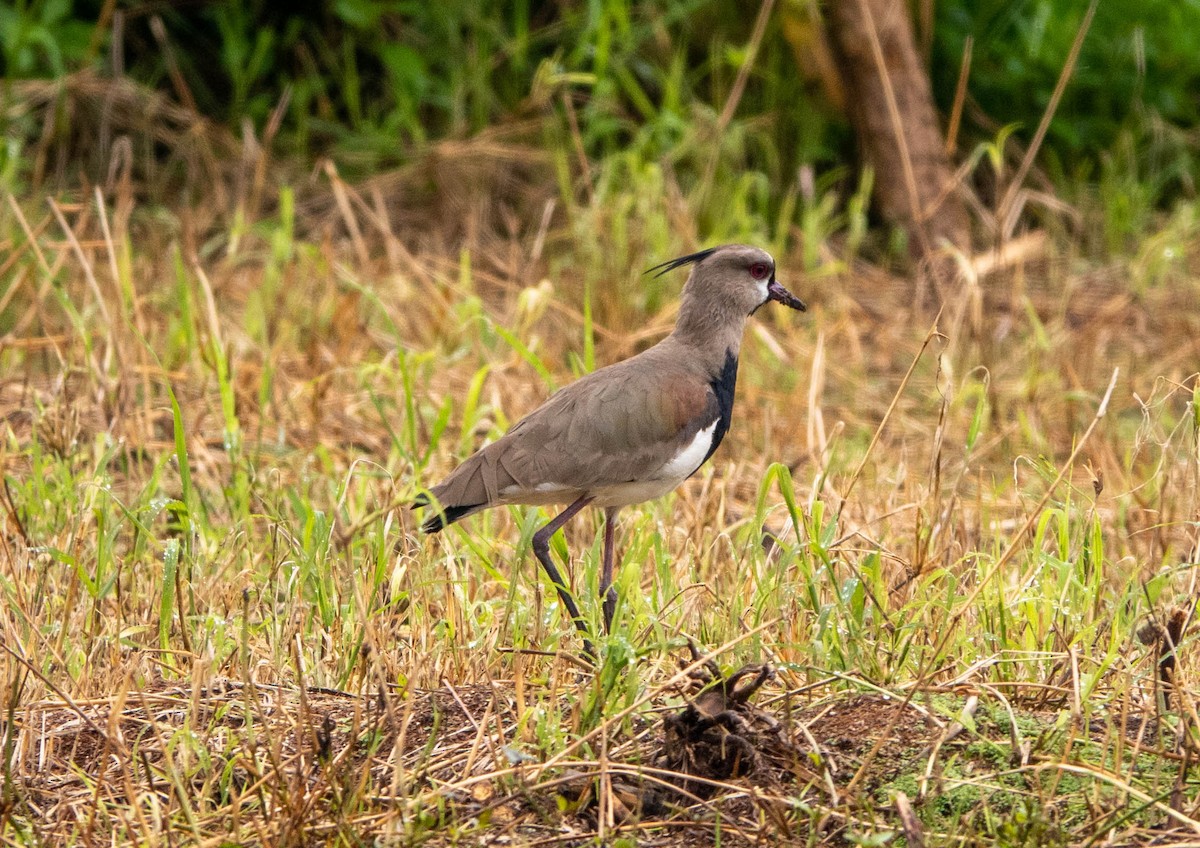 Southern Lapwing - David Kidwell