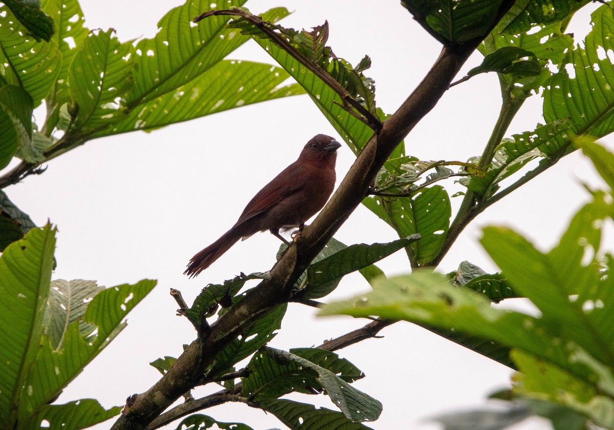 Red-crowned Ant-Tanager - ML451061501