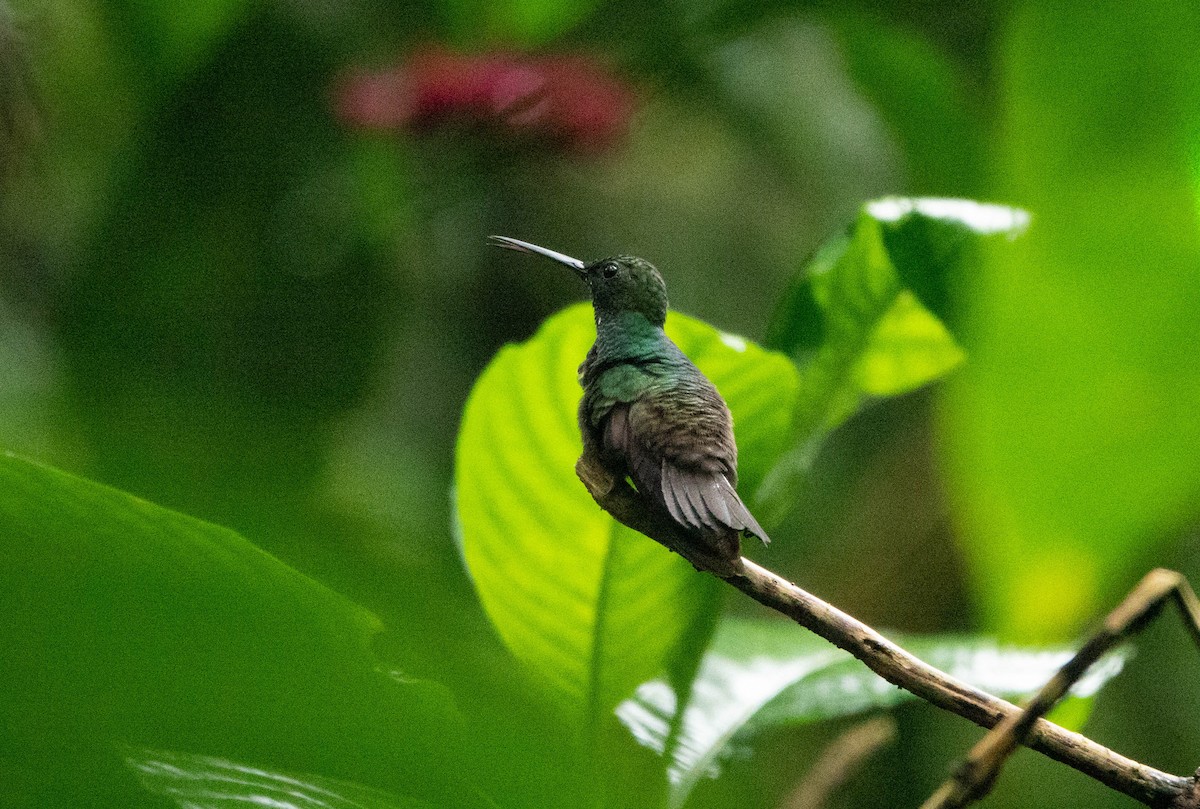 kolibřík křivozobý - ML451061721