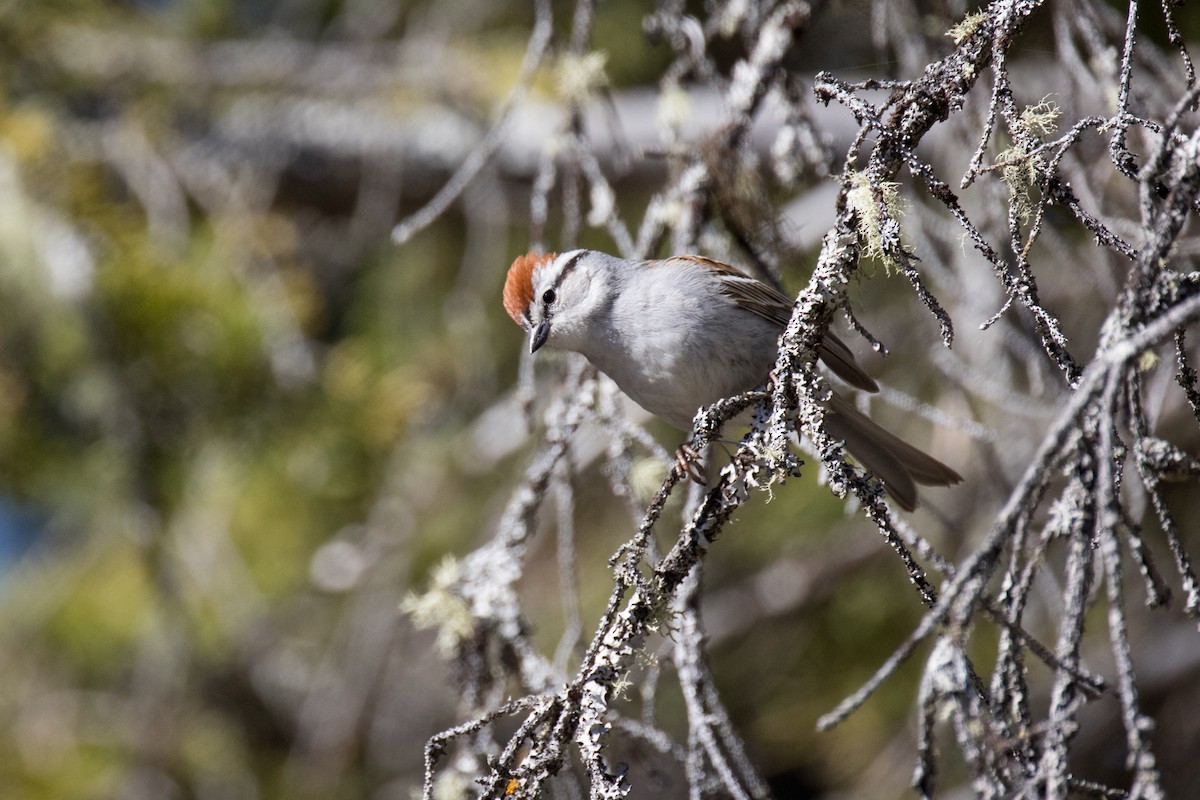 Chipping Sparrow - Nancy Clermont