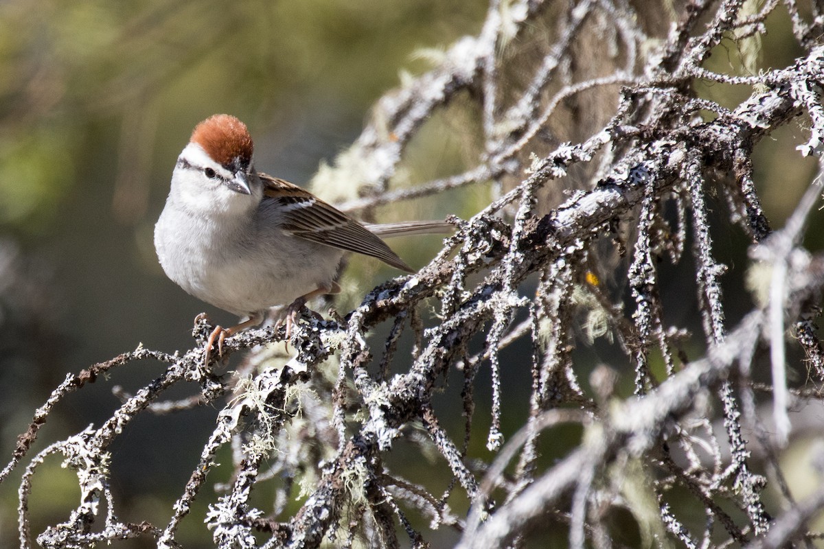 Chipping Sparrow - Nancy Clermont