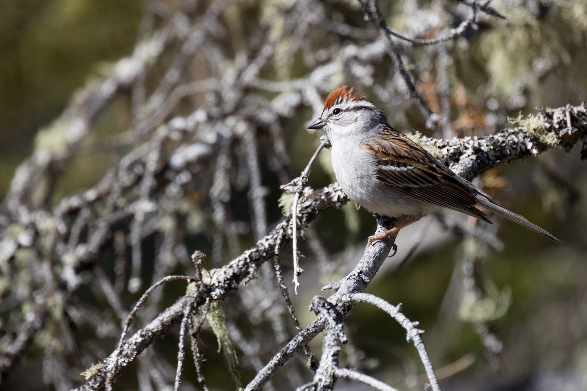 Chipping Sparrow - Nancy Clermont