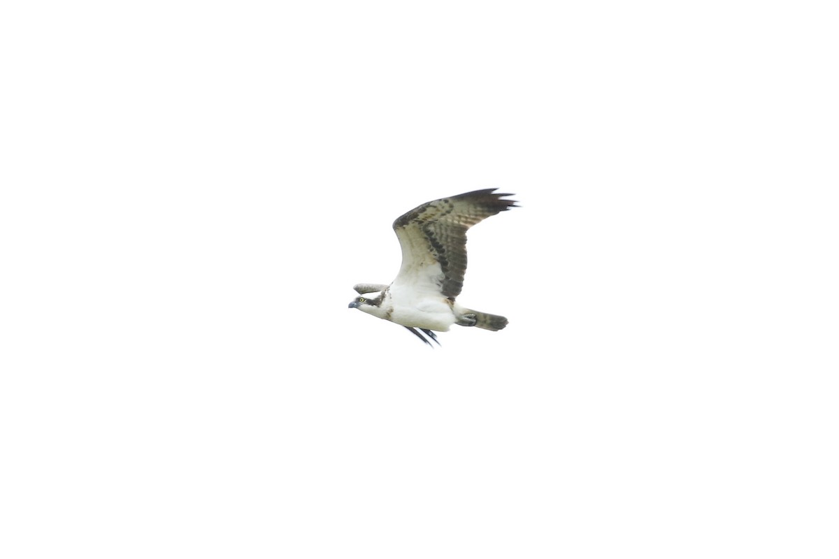 Águila Pescadora - ML451061981