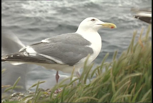 Hybride Goéland d'Audubon x G. à ailes grises - ML451062