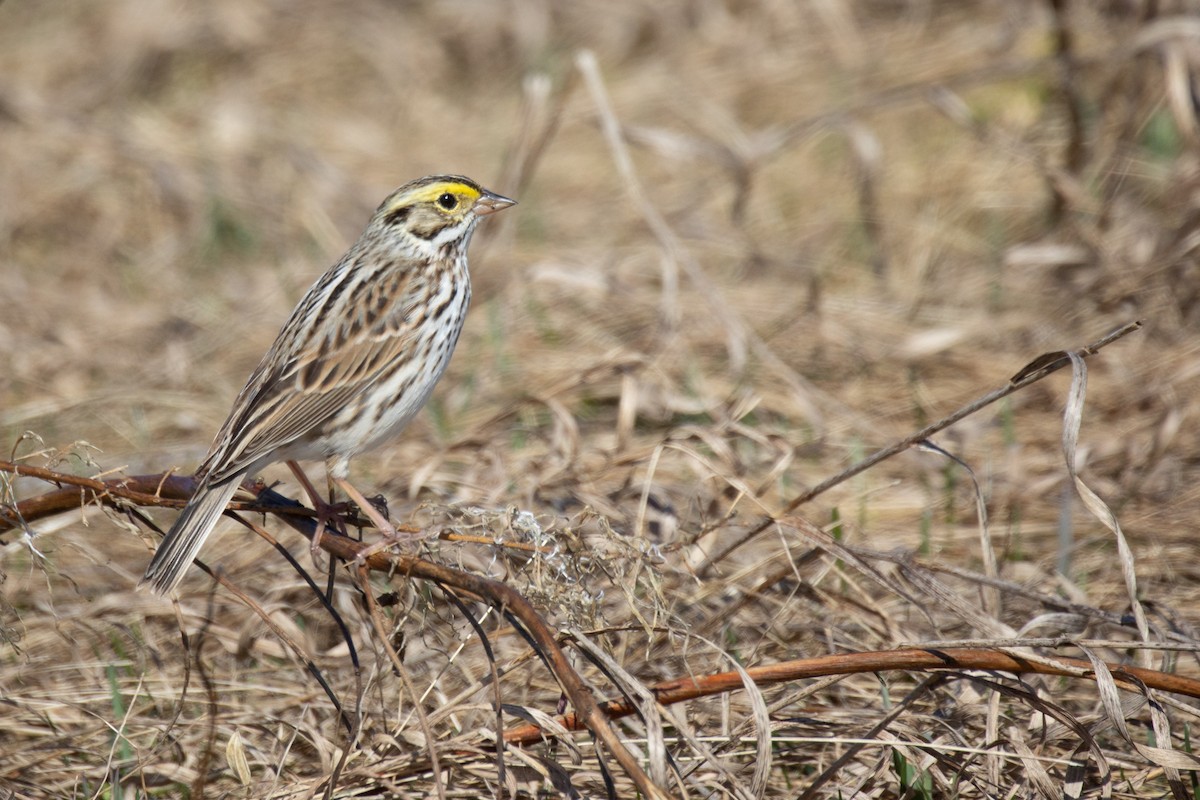 Savannah Sparrow - ML451062571