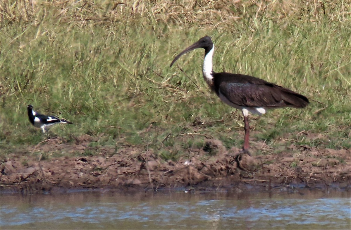 Straw-necked Ibis - ML451062881