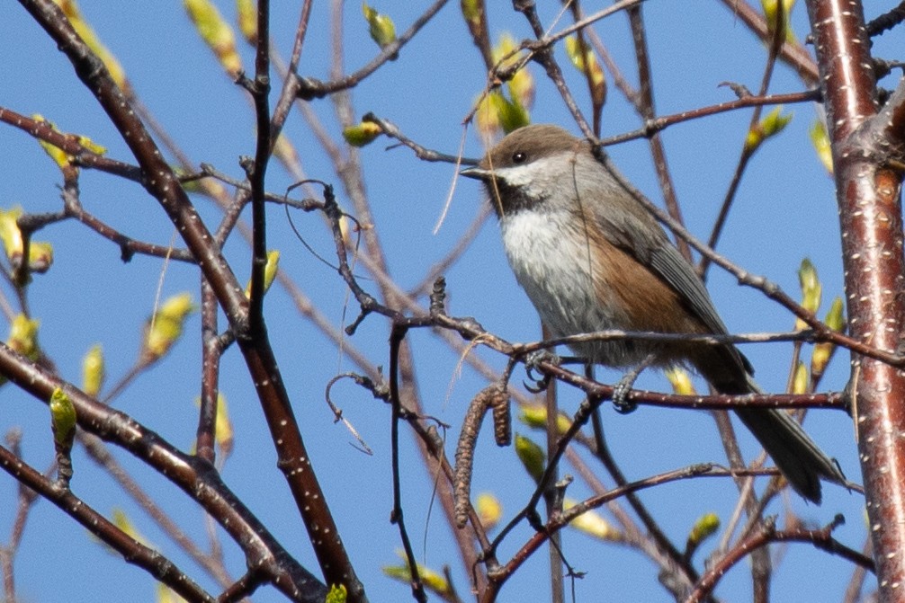 Boreal Chickadee - Nancy Clermont