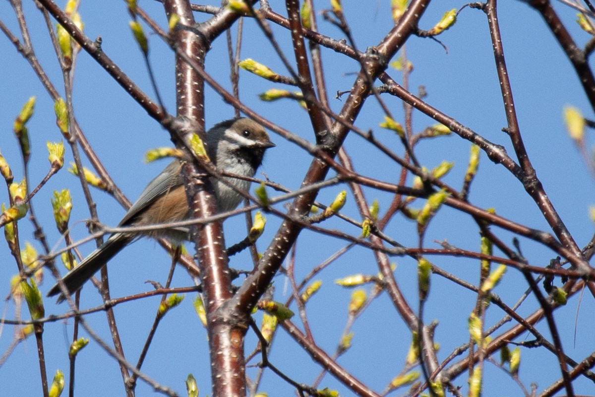 Boreal Chickadee - Nancy Clermont