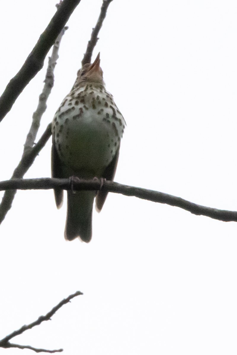 Wood Thrush - Harvey Rubenstein