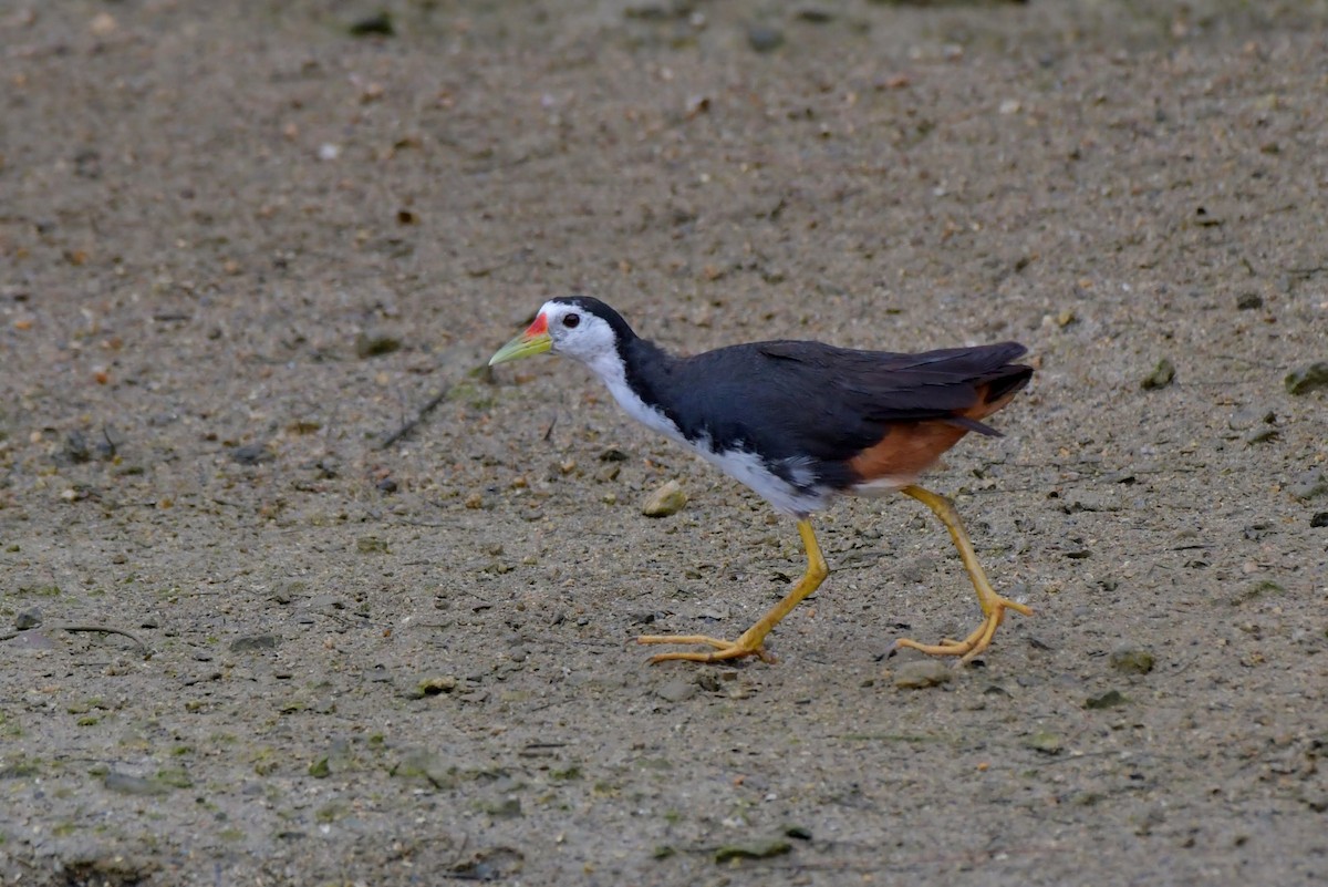 White-breasted Waterhen - Hikawa Takeshi