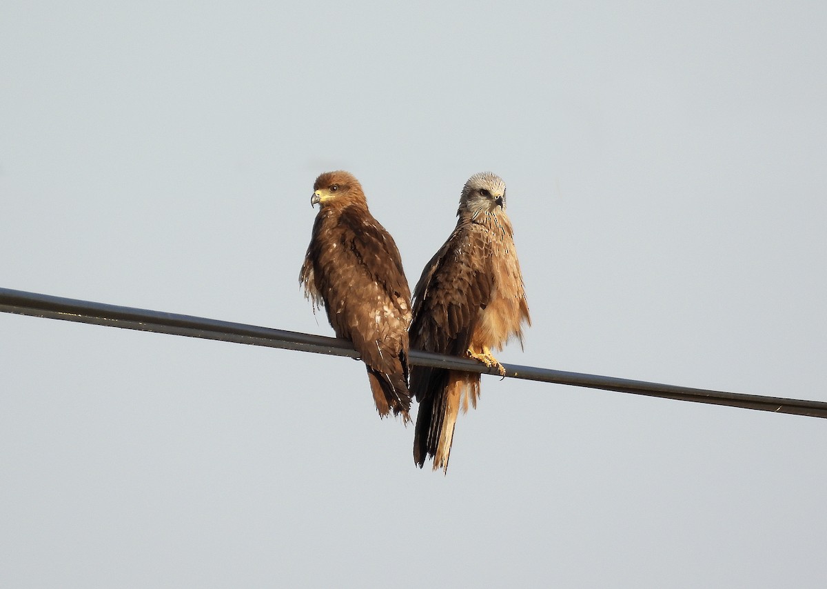 Black Kite - Alfonso Rodrigo