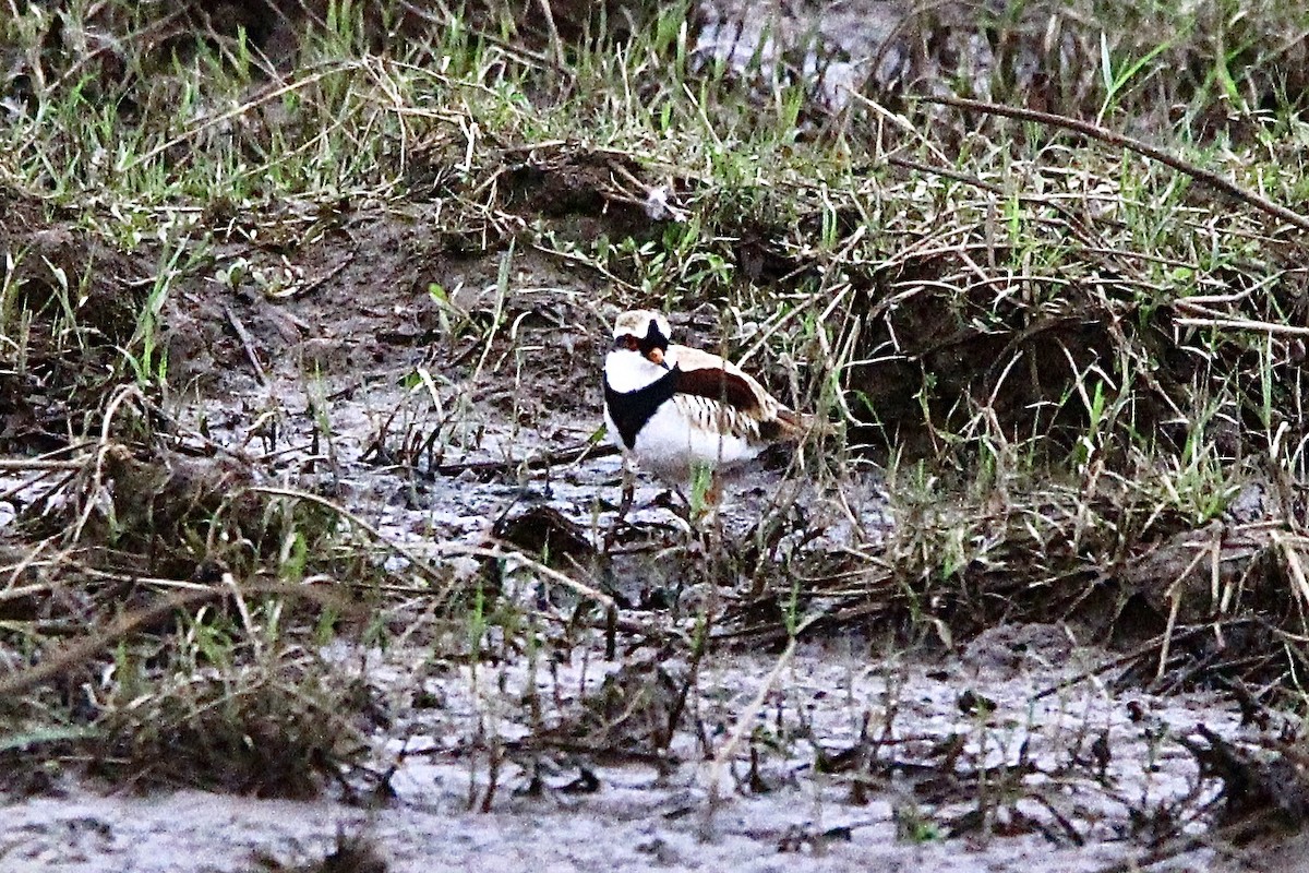 Black-fronted Dotterel - ML451067641