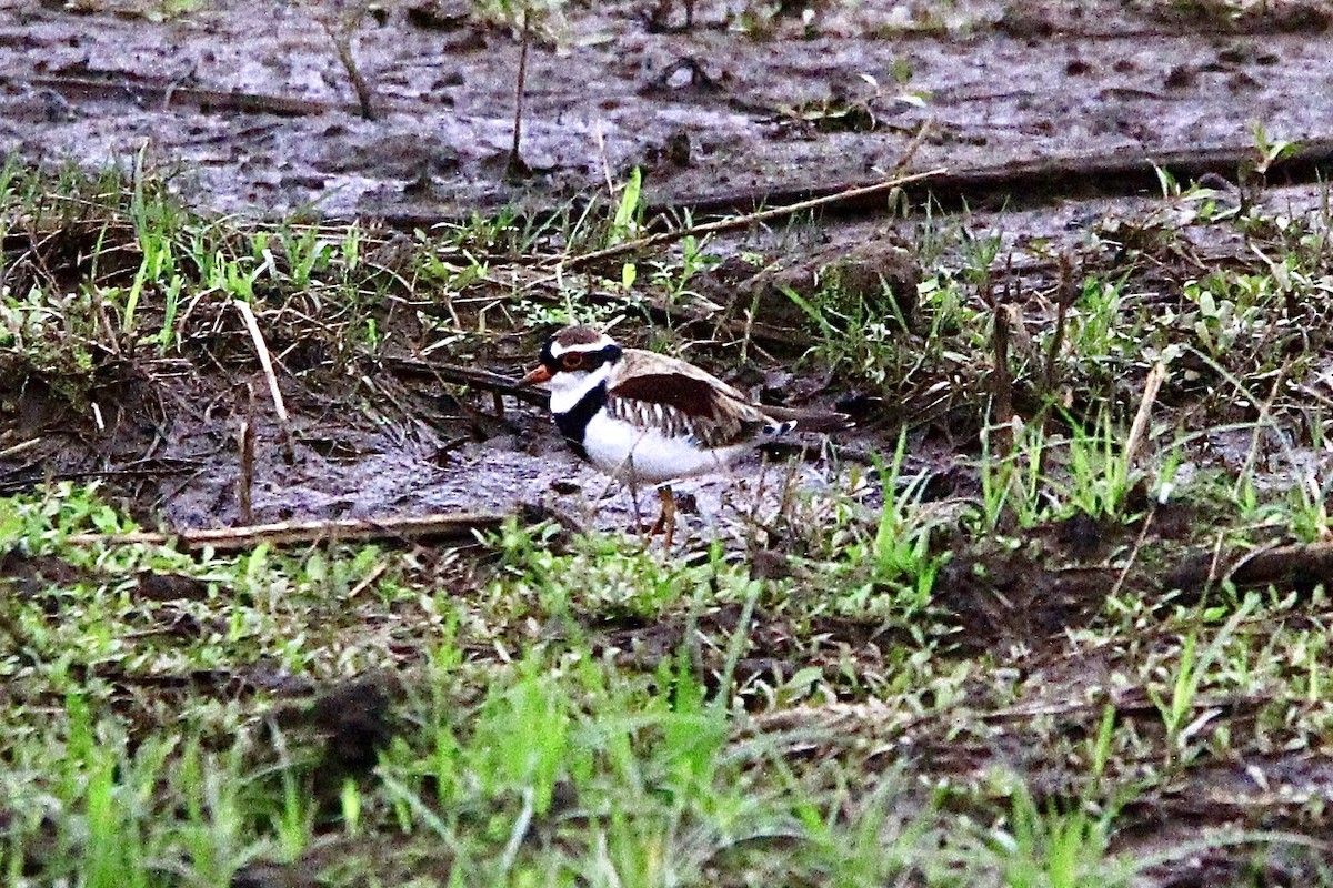 Black-fronted Dotterel - Pauline and Ray Priest