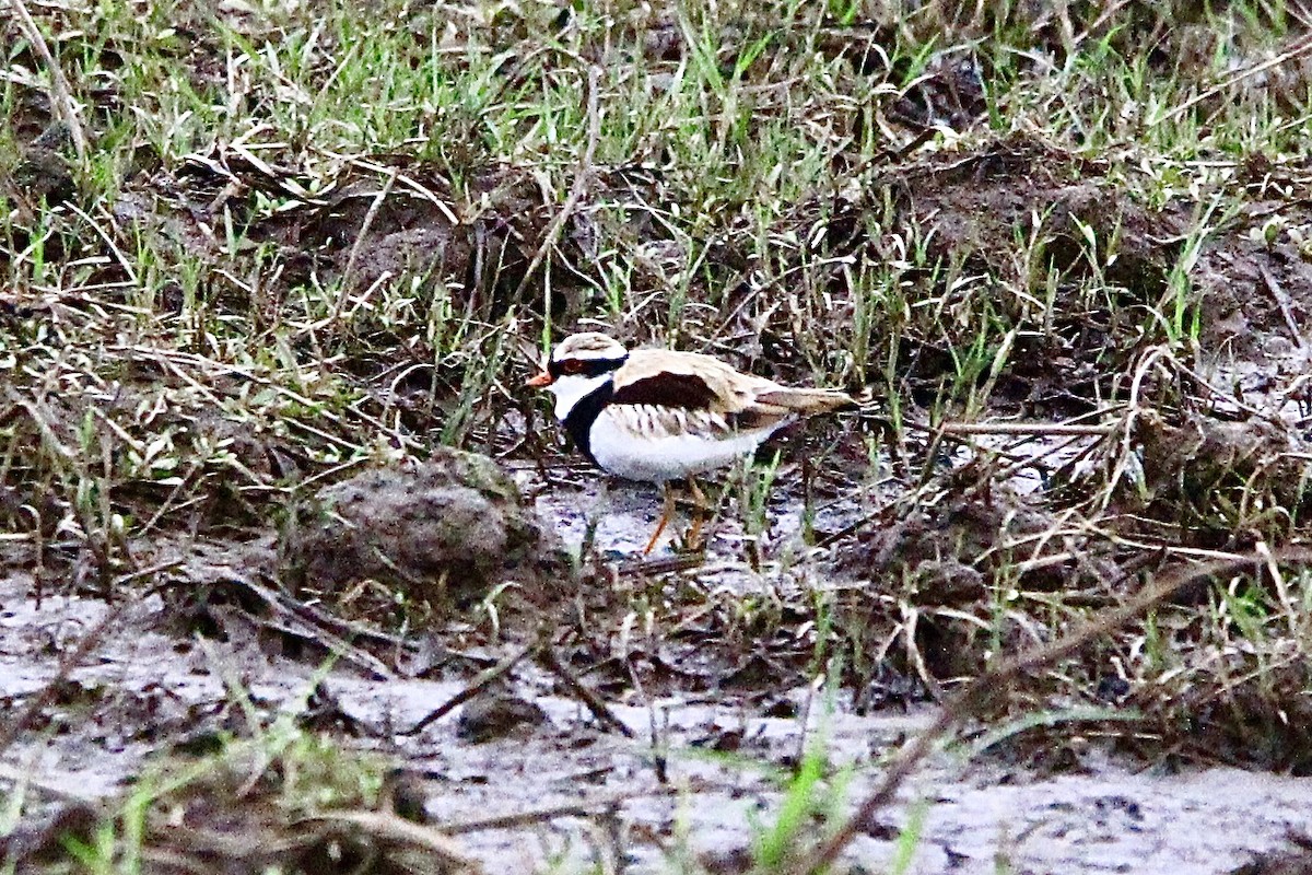 Black-fronted Dotterel - ML451067681