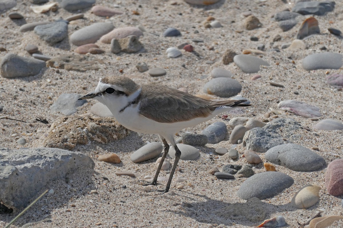 kulík mořský (ssp. alexandrinus/nihonensis) - ML451068341