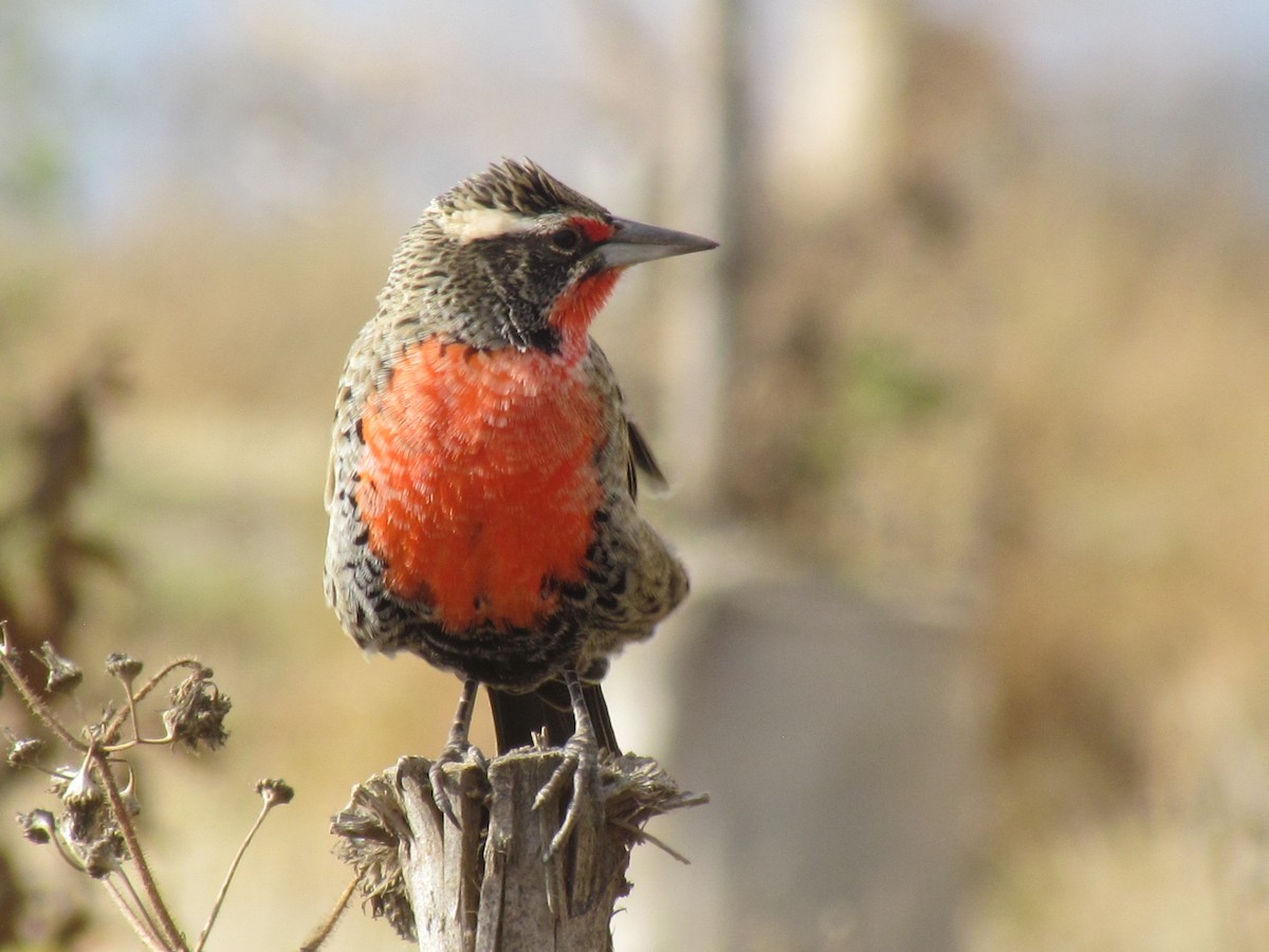 Long-tailed Meadowlark - ML45106891