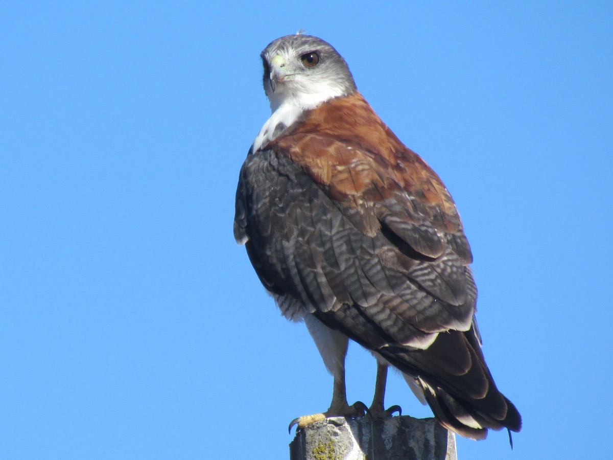 Variable Hawk - ML45106931