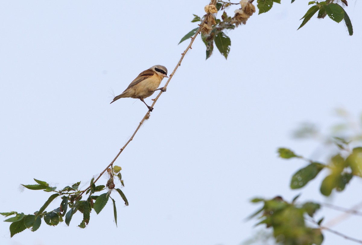 Chinese Penduline-Tit - ML451069471