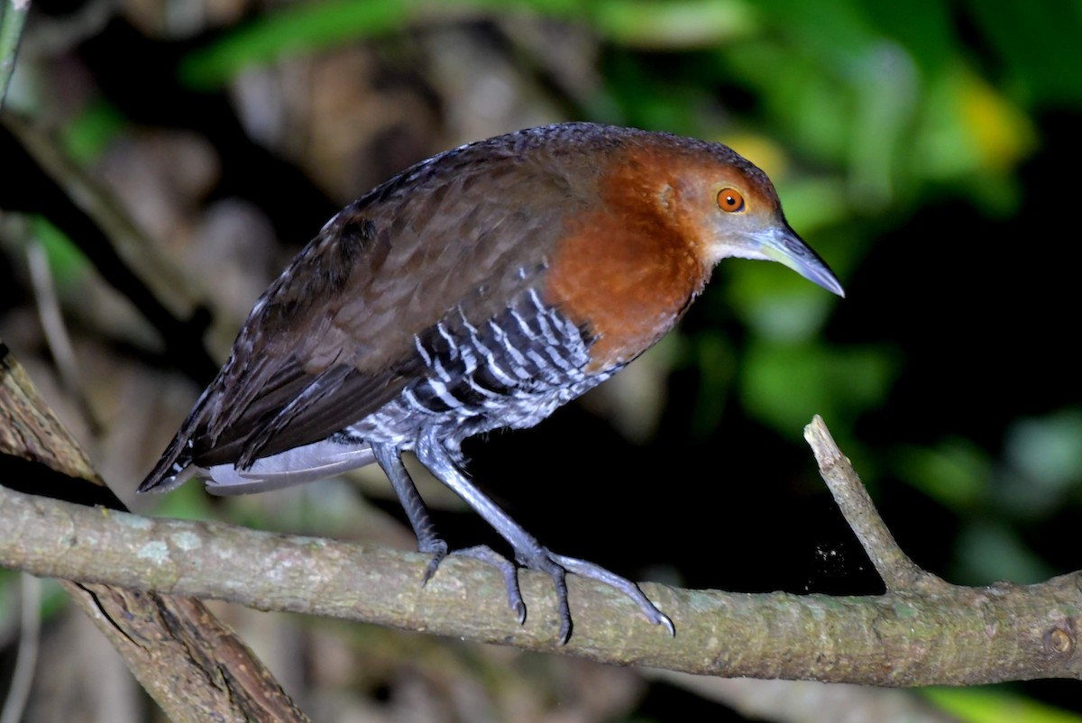 Slaty-legged Crake - ML451071241