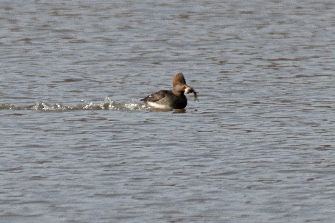 Hooded Merganser - ML45107591