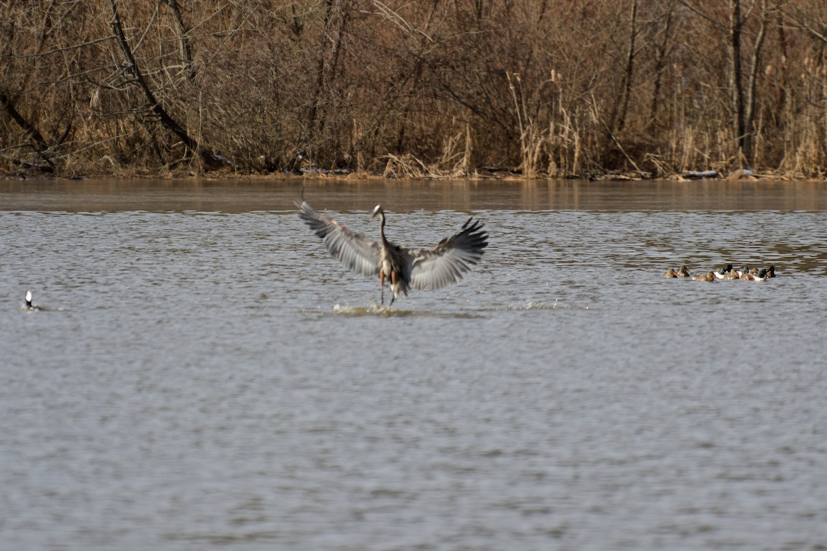 Hooded Merganser - ML45107611