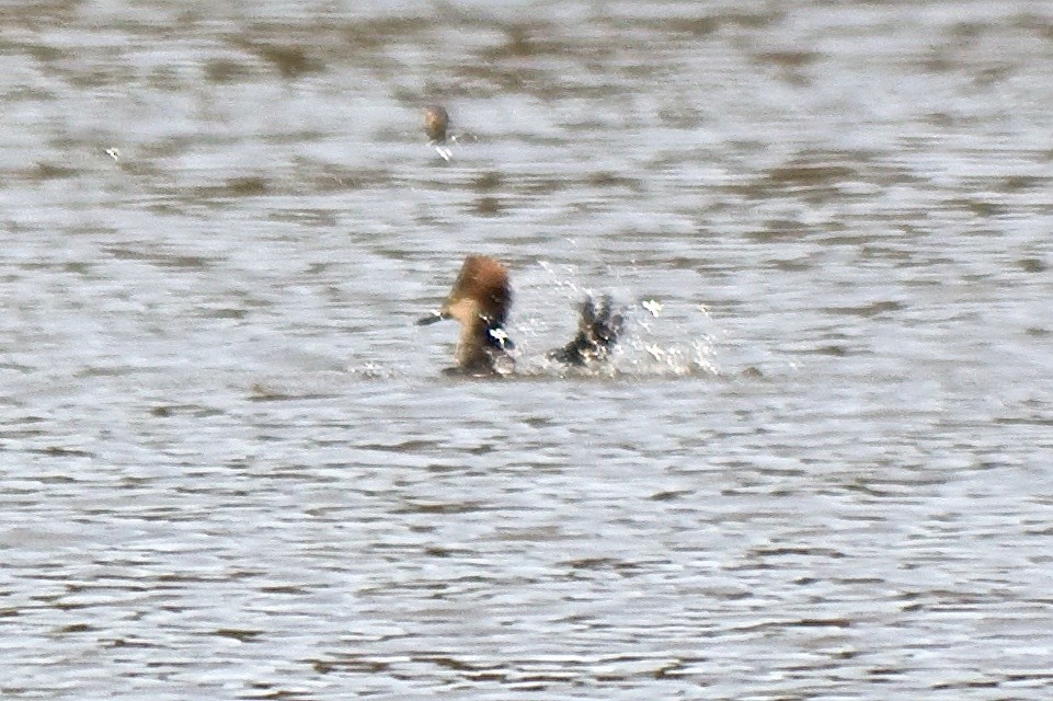 Hooded Merganser - ML45107621