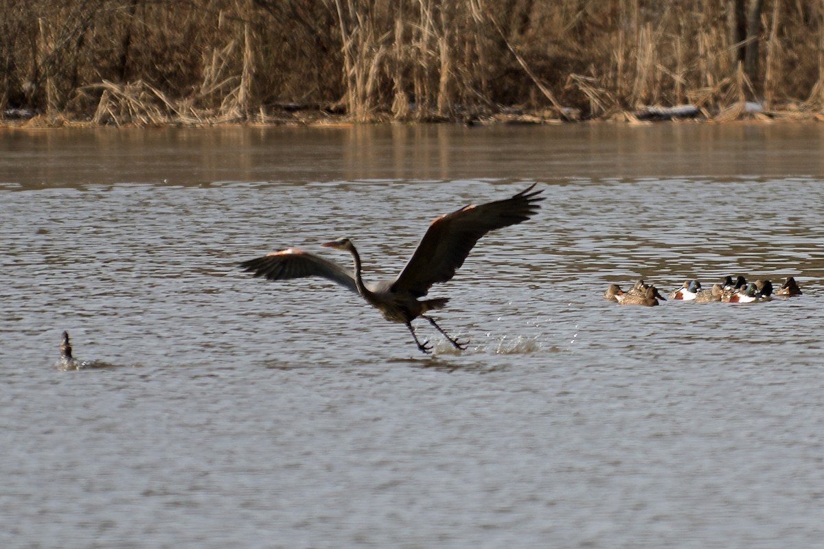 Hooded Merganser - ML45107641