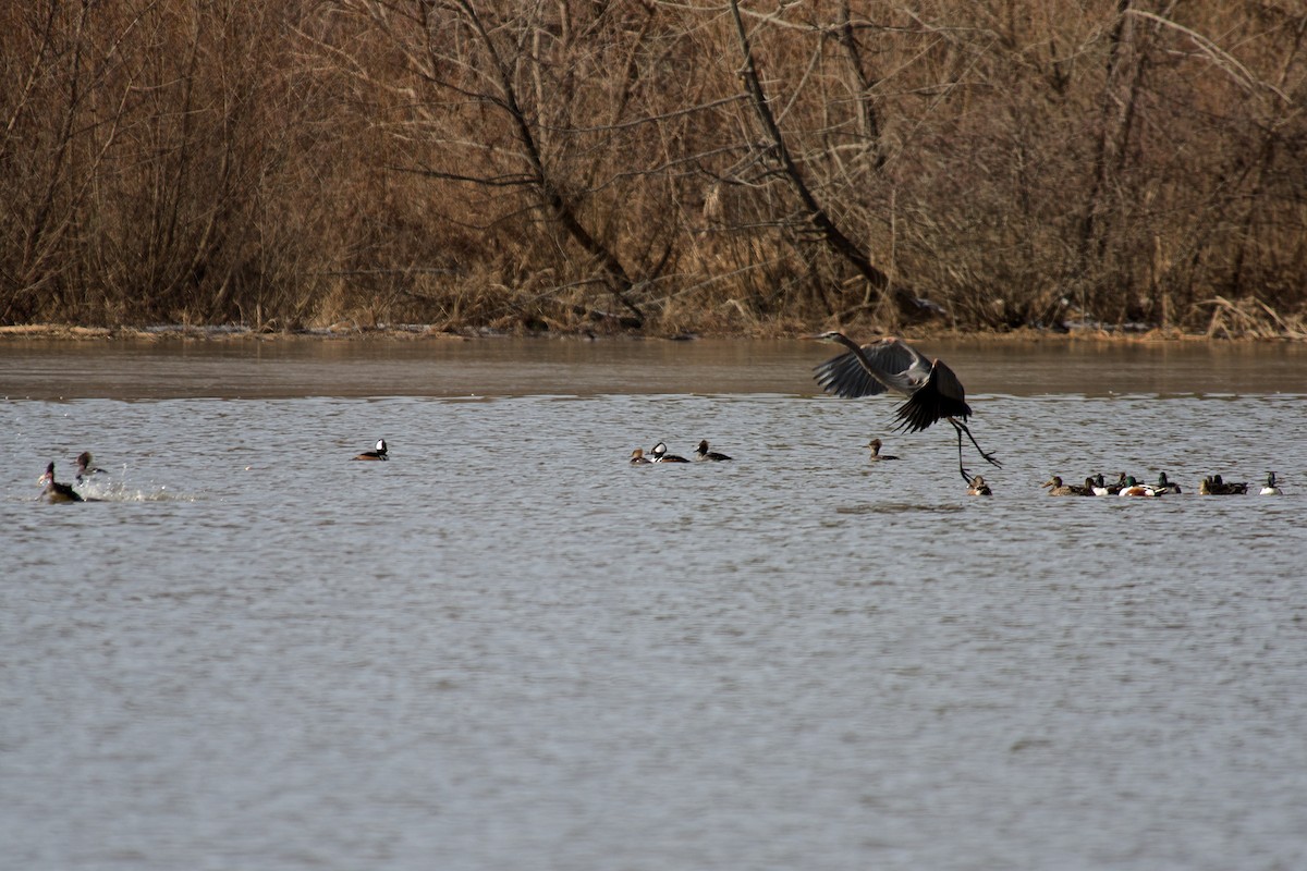 Hooded Merganser - ML45107671