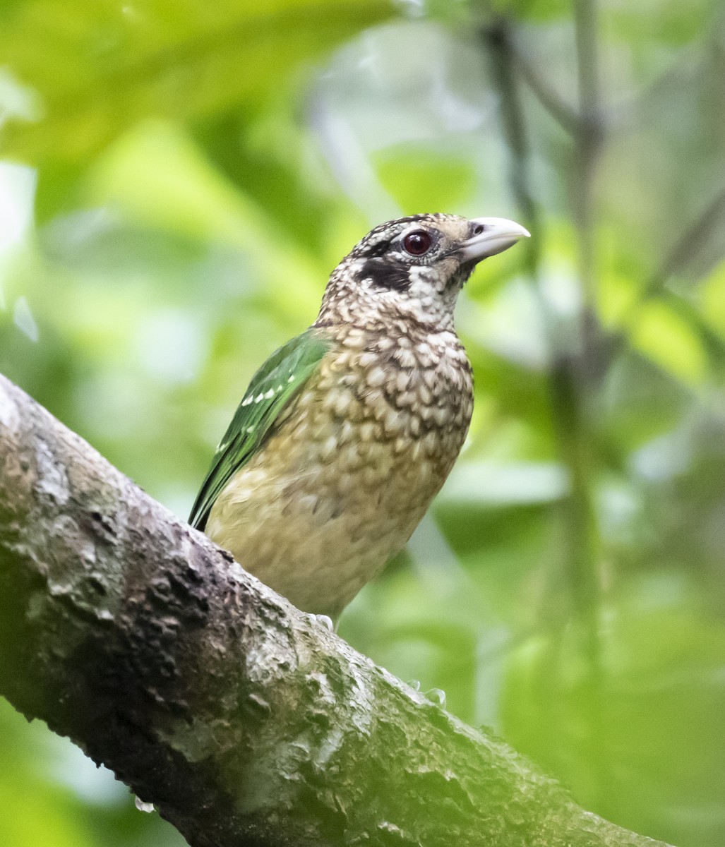 Black-eared Catbird - ML451078071