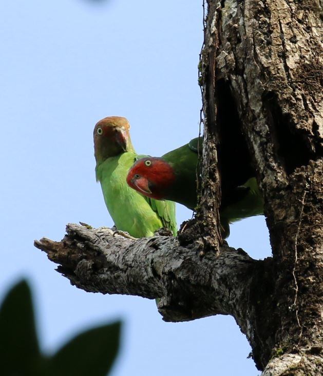 Red-cheeked Parrot - ML451078091